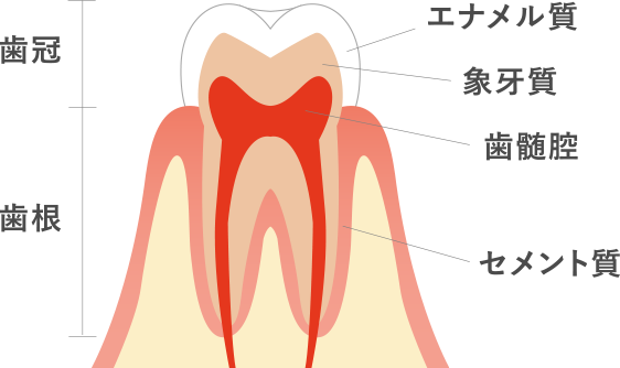 歯冠  歯根 エナメル質 象牙質 歯髄腔 セメント質
